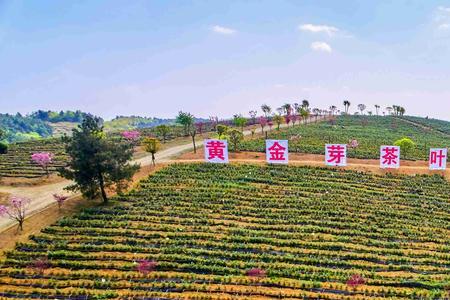 种植什么黄金芽最好