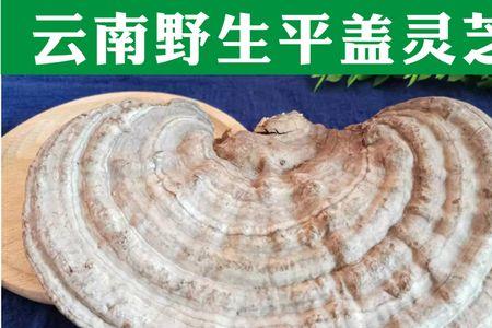 云南野生五色灵芝几年左右一个