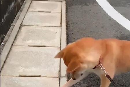 落跑什么意思