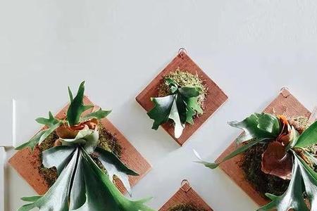 鹿角枝下缸前如何处理