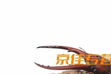 独角仙的果冻怎么选