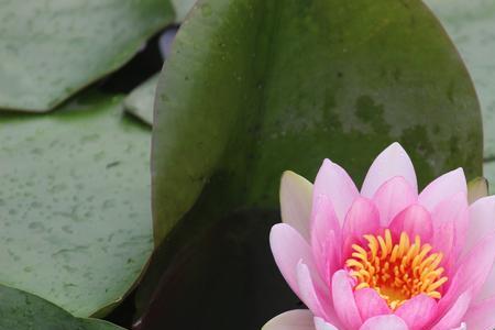 水芙蓉开什么花