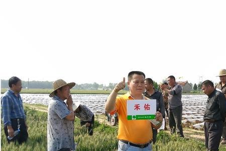 小麦可以用米鲜胺拌种吗