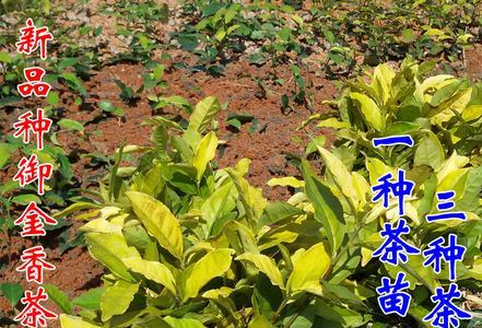 茶苗哪个品种性价比高