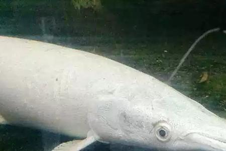 淡水里最大的生物