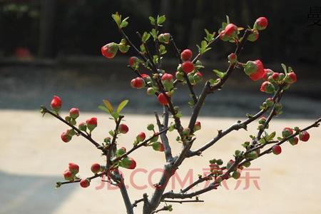 长寿冠开花后为啥会死