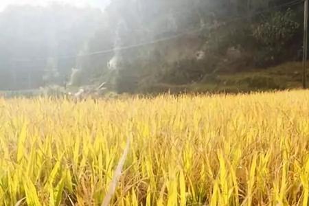 刀割禾苗谜底是什么