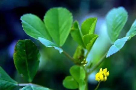 野菜的分布特点
