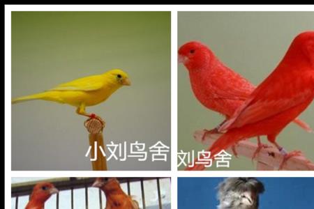 红桂皮和紫桂皮鸟的区别