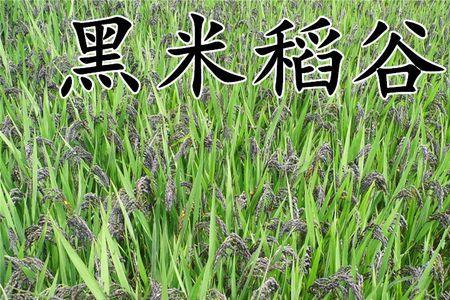 2022年水稻高产品种有哪几个
