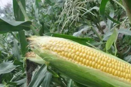 金博士825玉米种每亩4000株行吗