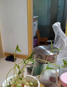种的红豆弯了怎么办