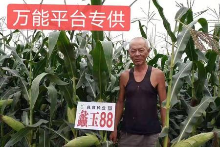 88玉米种怎么样