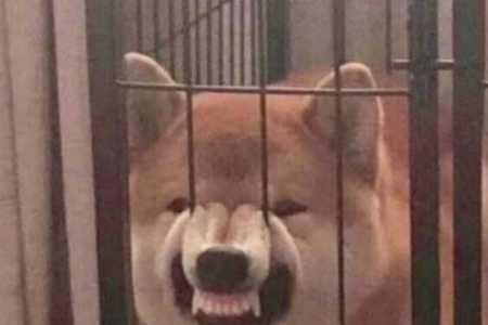 你是什么狗怎么回