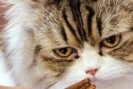 猫咪能吃海带吗