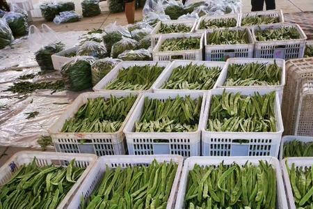 螺丝椒冷库可以保存多久
