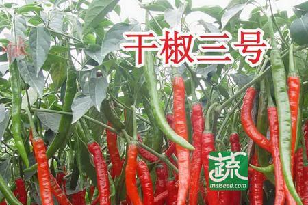 8号辣椒品种有哪些