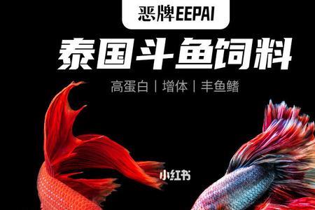 泰国斗鱼可以和清道夫一起养吗