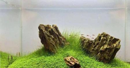 松皮石有几个颜色