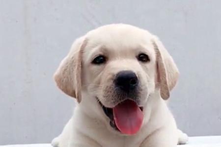 拉布拉多幼犬背上黄毛多久褪掉