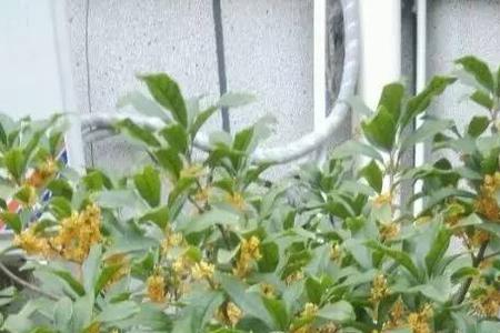 桂花为什么不能做盆景