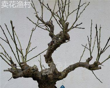 徽州梅花盆景的养法
