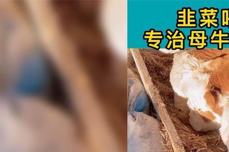 生韭菜喂牛好吗