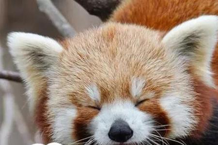 行动敏捷的小熊猫会做什么