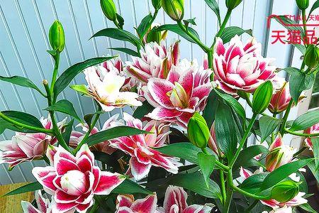 重瓣香水百合种植时间