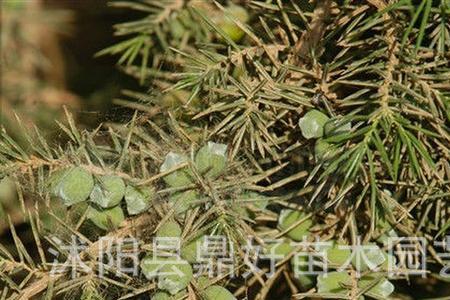 松树叶子有白点怎么回事