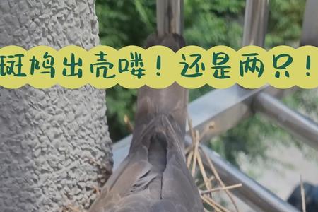 斑鸠孵蛋是母的还是公的