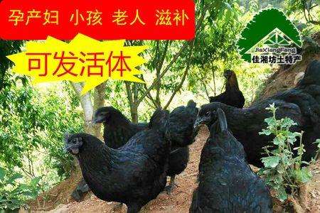 黑爪笨鸡跟乌鸡的区别