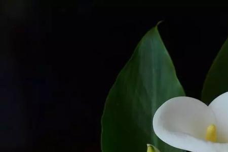 马莲花移栽方法