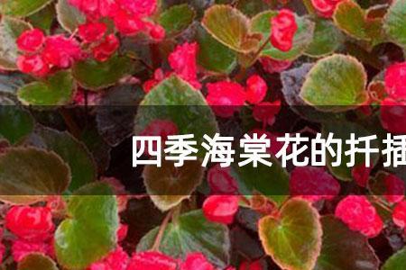 梅花海棠10月份可以扦插吗