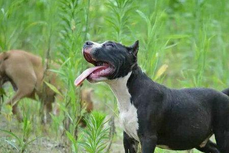 斯塔福犬生长周期
