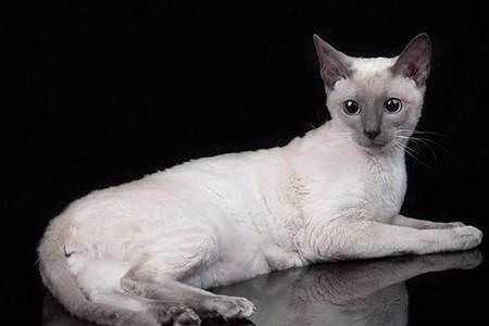 尼斯猫什么牌子
