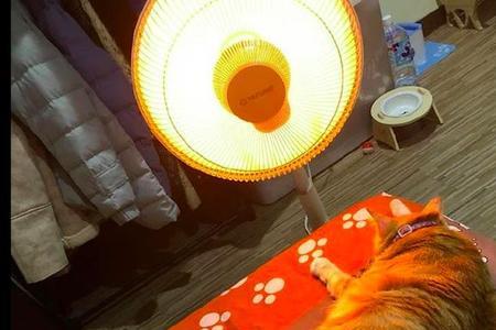 为什么猫喜欢烤小太阳