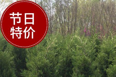 柏树苗的读音