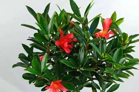 四季杜鹃茶花叶子干枯挽救方法