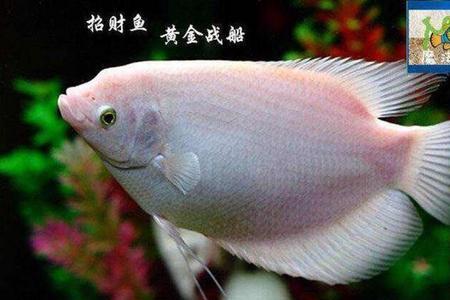 招财鱼有几种品种