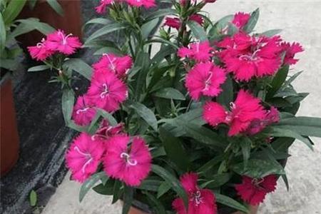 石竹花幼苗多大可以开花