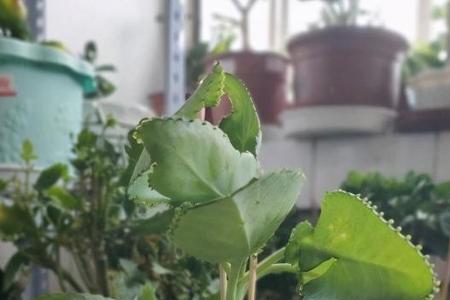 不死鸟适合种在庭院吗