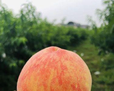 水蜜桃有渣吗