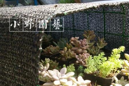 在遮阳棚上种什么植物最好