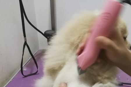 刮毛是顺着剃还是逆向剃