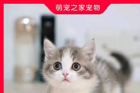 德短是什么猫