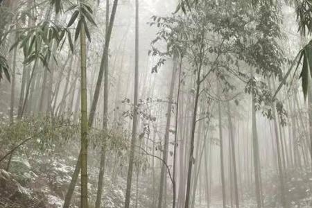 竹林听雪的瓶瓶