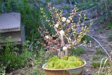 梅花怎样繁殖最快