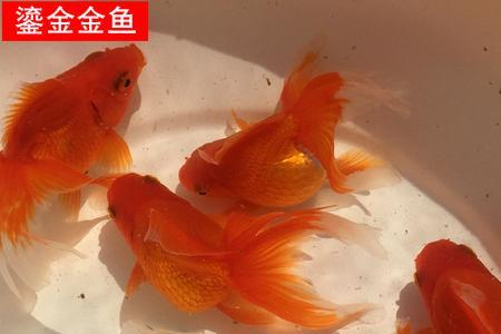 短尾鎏金和长尾鎏金区别