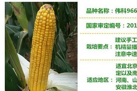 科沃674玉米种好不好